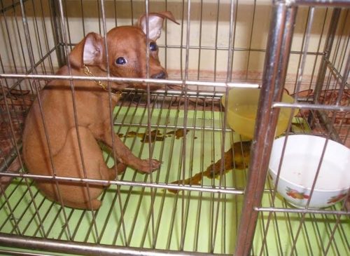 chú chó bị bệnh tiêu chảy