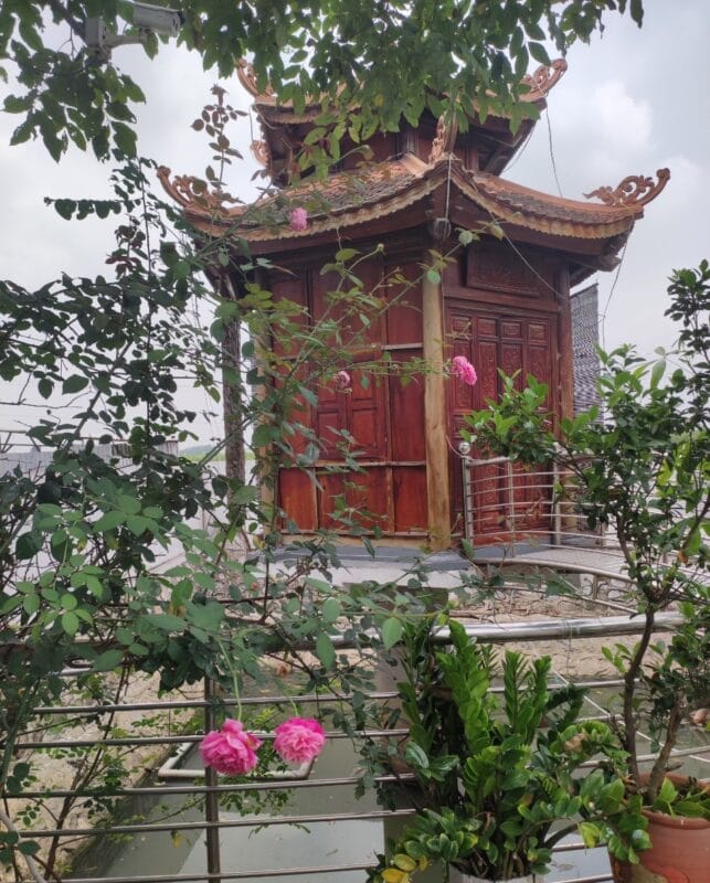 Hoa hồng lầu quan âm